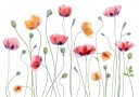 Papaver party Plakat / 100x150