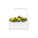 Click and Grow Smart Garden Refill 3-pack Calendula SGR88X3