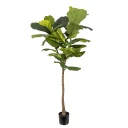Mr Plant Fele ficus 150 cm