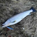 Remen Møresilda LTD ørret sluk, Magasinet Edition - 10 gram