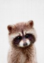 Peekaboo Raccoon Poster Plakat / 70x100cm