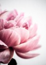 Peony 1 Plakat / 40x50cm