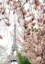 Spring Eiffel Tower With Bherry Blossoms Plakat Plakat / 21x30cm