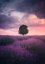 Lavender Fields Isparta Poster Plakat / 30x40cm