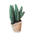 Plysjplante i potte 12–17 cm – 3 varianter kaktus/sukkulent | Take Me Home