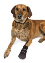 Sorte Walker Comfort Hundesko 2Pk
