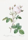 Cabbage Rose White Provence Les Roses 1817–1824 Plakat / 100x150