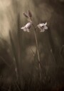 A small flower on the ground Plakat Plakat / 50x70cm
