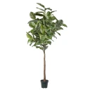 Mr Plant Fiken Elastica 240 cm