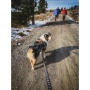 Non-Stop Dogwear Touring Bungee Hundekobbel 3.8m Svart