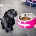 Eukanuba Aktivt Fôr til Voksne Små Raser 12 kg - Tørrfôr med Kylling