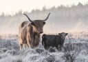 Highlander and Calf Poster Plakat / 21x30cm