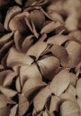 Dried Hydrangea Plakat Plakat / 100x150cm