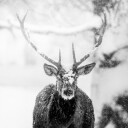 Male deer in heavy snow Plakat Plakat / 30x30cm