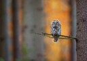 Autumn Owl Gaze Plakat / 100x150