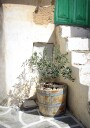 Olive Tree Entrance Plakat Plakat / 21x30cm