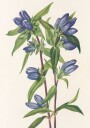 Bottle Gentian From North American Wildflowers 1925 By Mary Vaux Walcott Plakat / 50x70