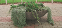 Blomsterkasse Daisy Betong D120x32cm