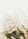 Pampas Grass Plakat Plakat / 30x40cm