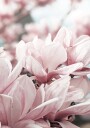 Magnolia Blossom Plakat Plakat / 50x70cm