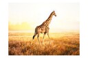Fototapet Giraffe Go 200x154 - Artgeist sp. z o. o.