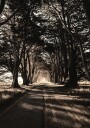 Road Amidst Trees Plakat Plakat / 50x70cm