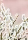 Willow Branches Plakat Plakat / 100x150cm