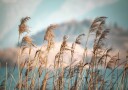 Reeds By The Lake Plakat Plakat / 70x100cm