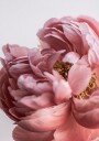 Peony Plakat / 70x100cm