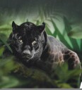Molo Genser   Rube   Black Jaguar   Molo   4 år (104)   Genser   Grønn