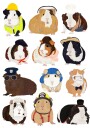 Cute Guinea Pig Careers Plakat / 40x50