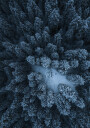 Texture of the forest Plakat Plakat / 40x50cm