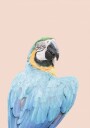 Blue Macaw Plakat / 70x100