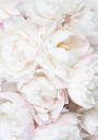 White Peonies Soft Romantic Floral Close up Plakat Plakat / 100x150cm
