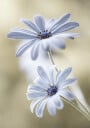 Cape daisies Plakat Plakat / 30x40cm
