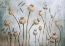 Papaver Plakat / 50x70cm