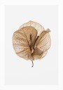 Fragile Glow Plakat Plakat / 70x100cm