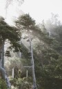 Sunshine Through The Fog Plakat Plakat / 40x50cm