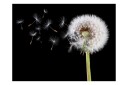 Fototapet Wind And Dandelion 250x193 - Artgeist sp. z o. o.