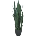 Mr Plant Sansevieria Potteplante 100 cm