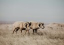 Bighorn Sheep in Field Plakat Plakat / 50x70cm