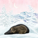 Wintersleep Plakat Plakat / 50x50cm