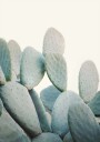 Pastel Cacti Plakat Plakat / 30x40cm