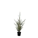 Sirius Milas kunstig sedertre 130 cm