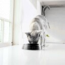 Lickimat Cat Oral Hygiene Bowl Black Ø15X4.6Cm (785.5400)
