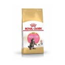 Royal Canin Maine Coon Kattunge Tørrfôr 10 kg