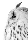 Majestic Owl Gaze Plakat Plakat / 70x100cm