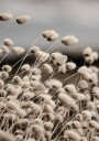 Reeds Field Plakat Plakat / 100x150cm