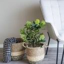 House Nordic Skimmia Tre 9501120
