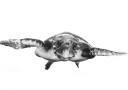 Graceful Sea Turtle Plakat / 40x50